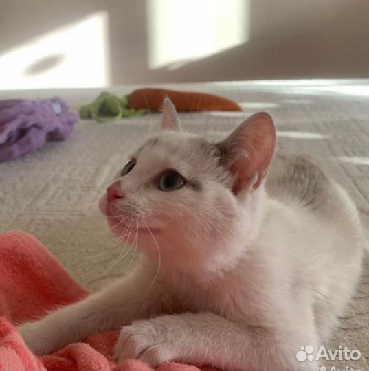 Котенок ищет дом