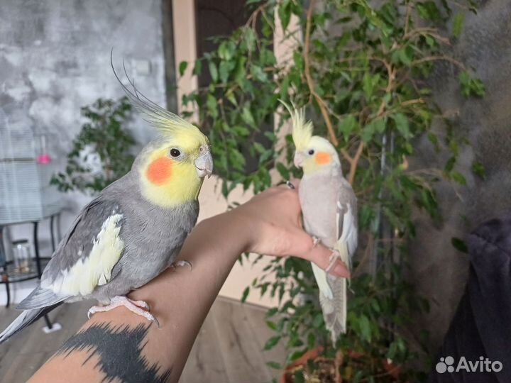 Попугай корелла с клеткой