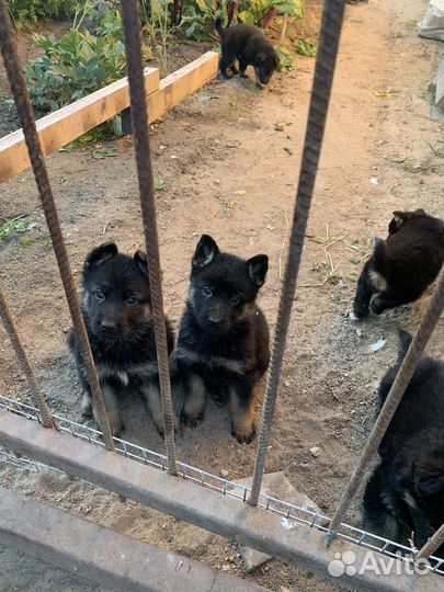 Продаю шенят немецкой овчарки