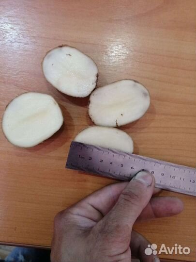 Картофель 2023