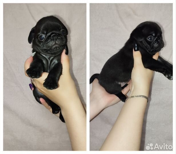 Щенки мопса