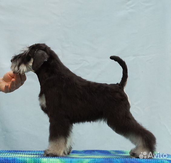 Цвергшнауцер щенки черные с серебром