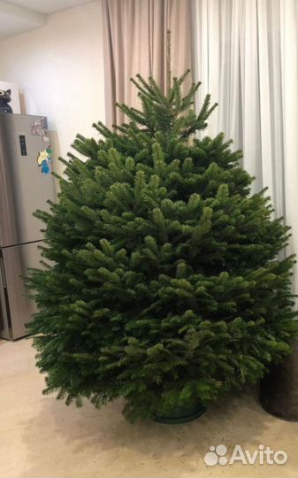 Датская ель, Пихта Нордмана