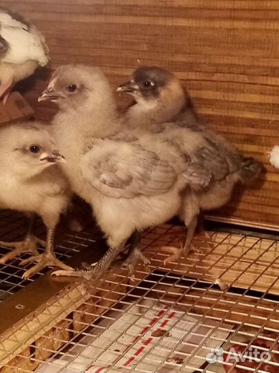 Цыплята мясояичных пород