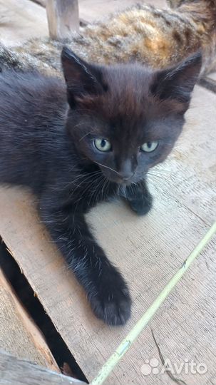 Котята в добрые руки бесплатно