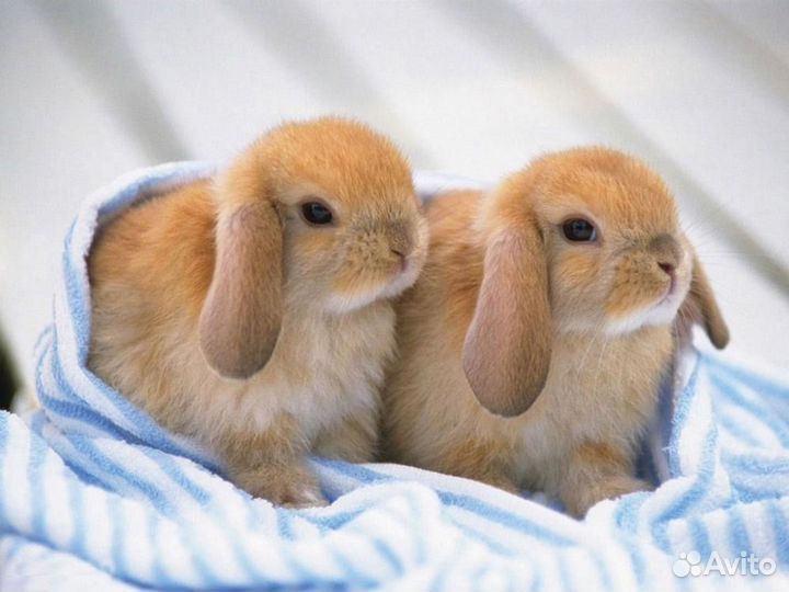 Карликовые кролики минилопы