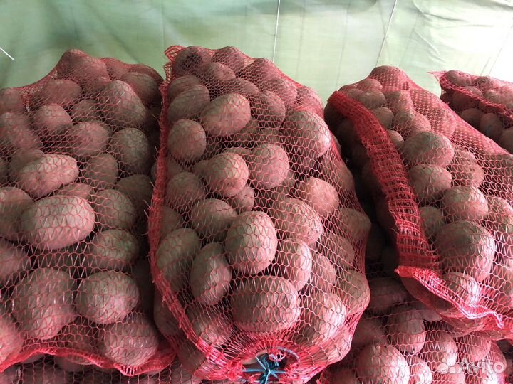 Розовый, желтый картофель и лук сухой