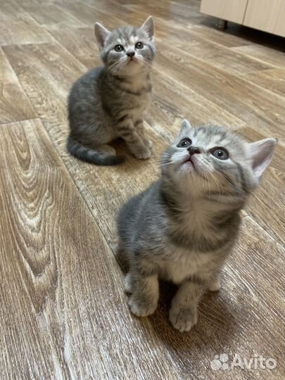 Котята британские