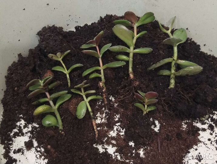 Денежное дерево