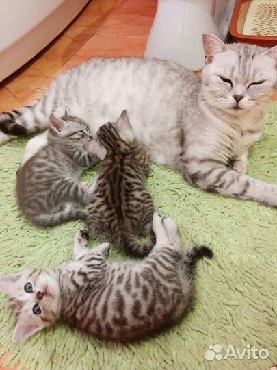 Животные в муроме. Три крольчонка. Кошки купить в муроме. Котята муром. Животные муром.