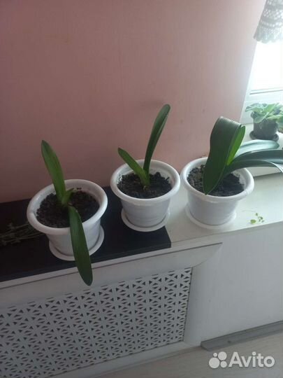 Комнатные цветы кливия