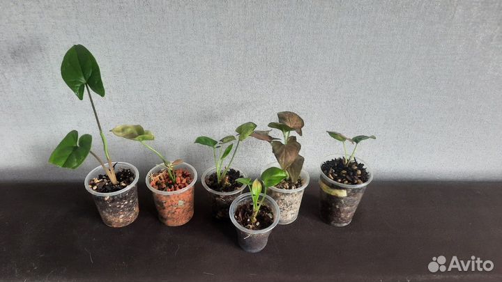 Комнатные растения наборами