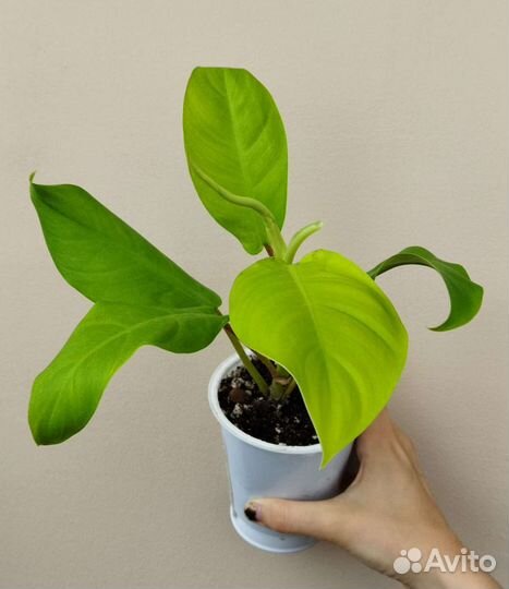 Филодендрон тай санрайз