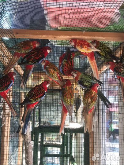 Попугай розелла