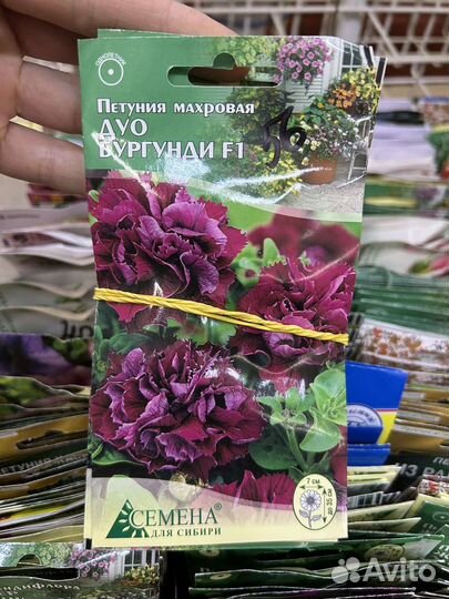 Семена петунии