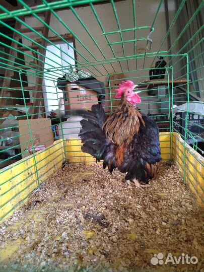 Фазан Золотой и Куры карликовые Серама Малазийская