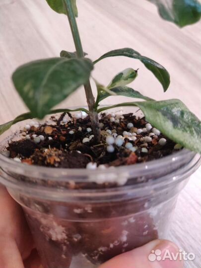 Гардения вариегата Августа, фиалки