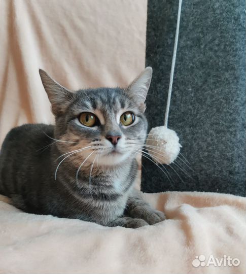 Кошка