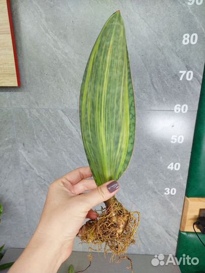 Sansevieria Masoniana Variegata Тай