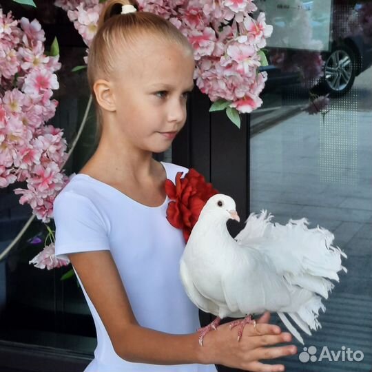 Голуби белые павлины