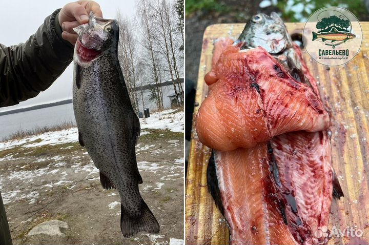 Форель охлажденная потрошеная Оптом и в Розницу