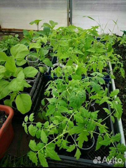 Рассада помидоры, огурцы, перцы, баклажаны
