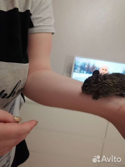 Дегу