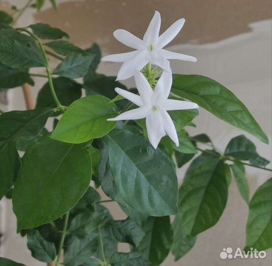 Жасмин.Комнатные цветы