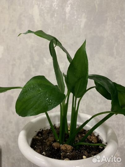 Спатифиллум