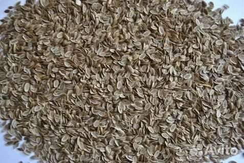 Семена укропа и лука бутуна, рассада бутуна