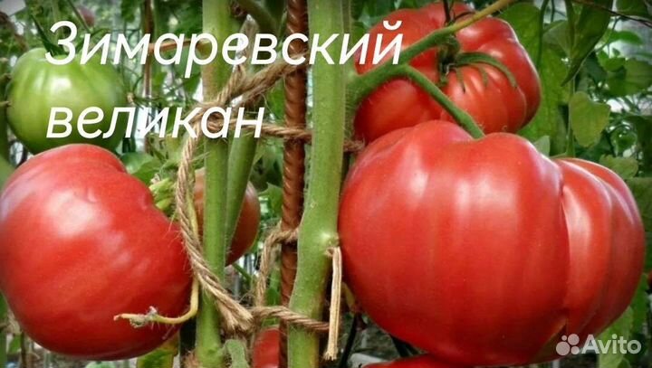 Семена сортовых томатов. не гмо не гибриды