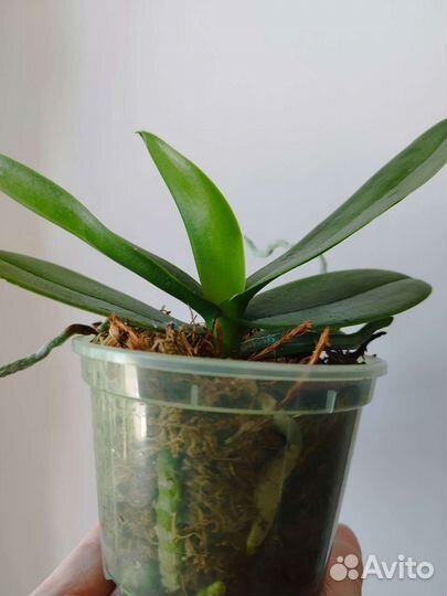 Орхидея Phal. Charming Chnow