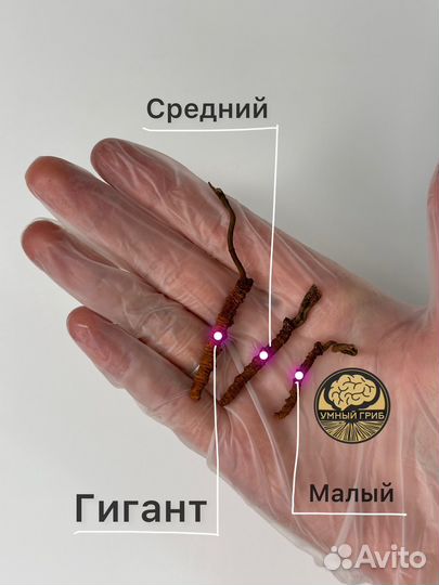 Кордицепс Sinensis Индия свежий сбор