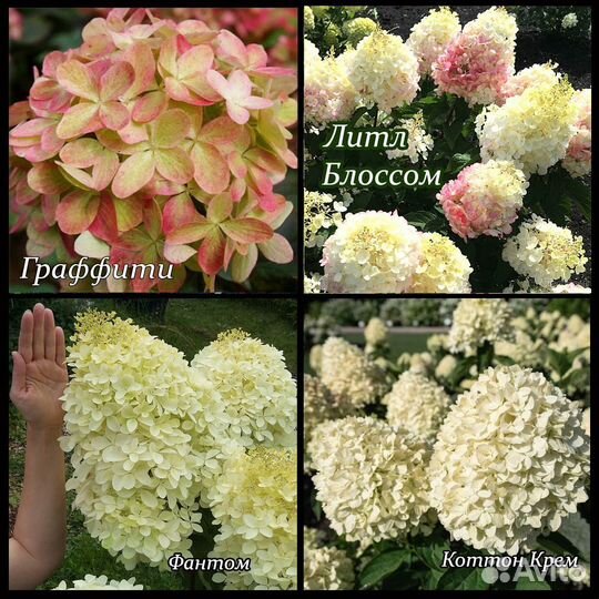 Метельчатые гортензии, много сортов