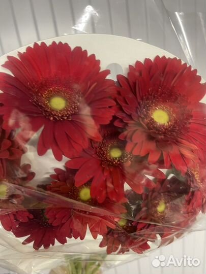 Герберы букет
