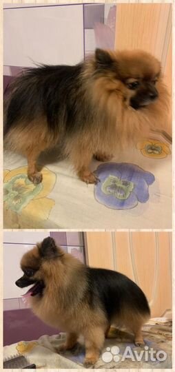 Стрижка кошек и собак