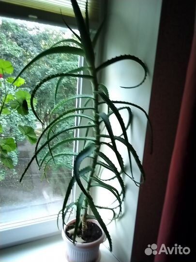 Алоэ столетник