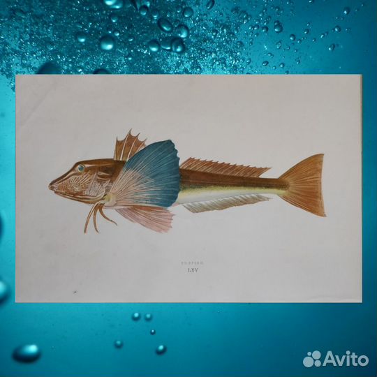Антикварные литографии Рыбы 1862