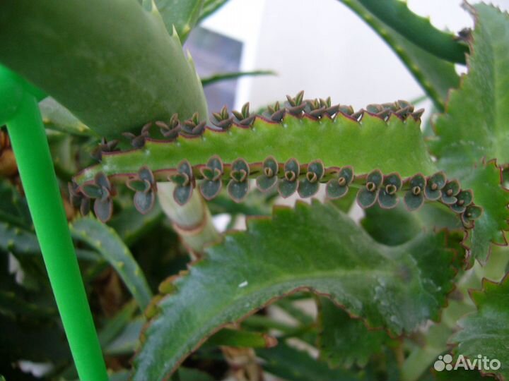 Детки -они же 