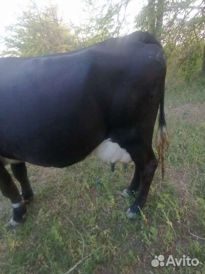 Корова высокоудойная