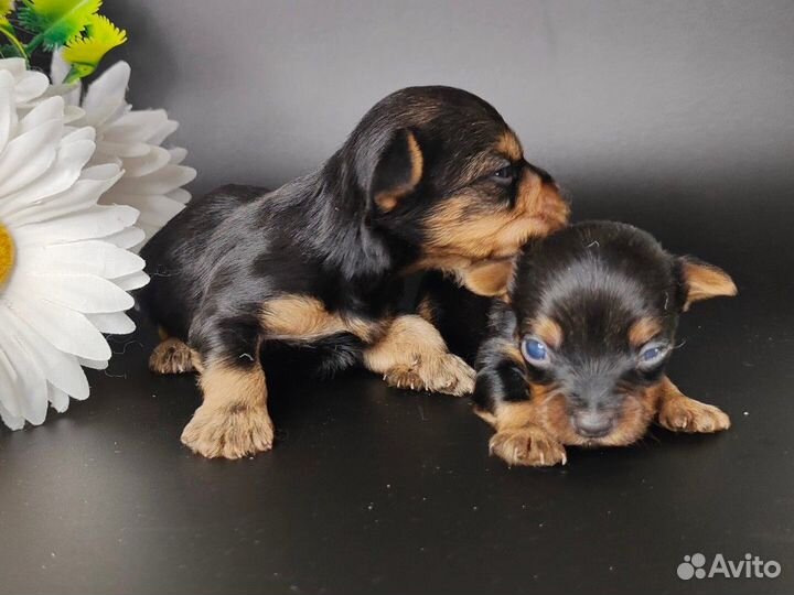 Малыши йорка