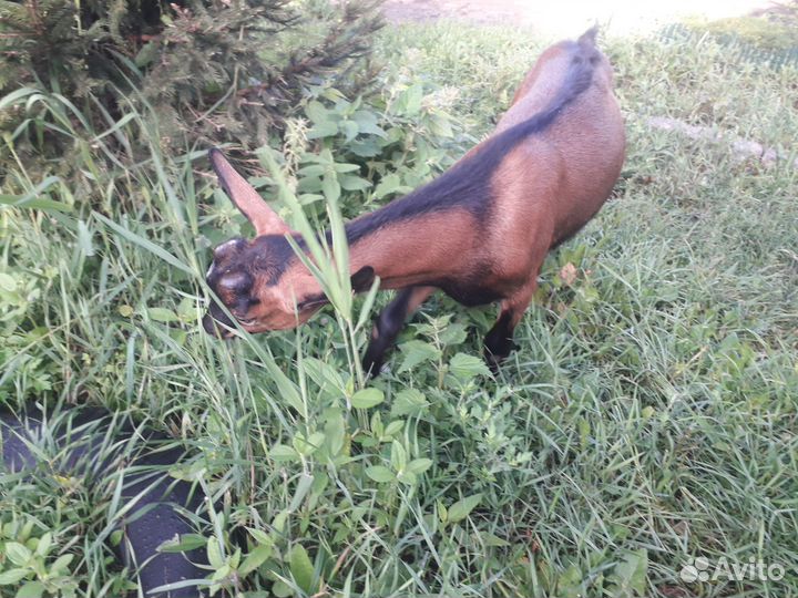 Продам козлят