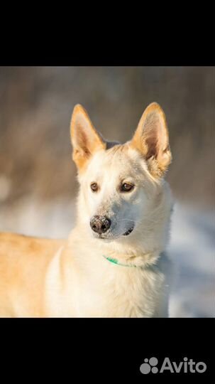 Собака в дар в добрые руки