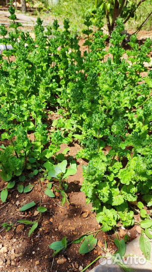 Мята сортовая