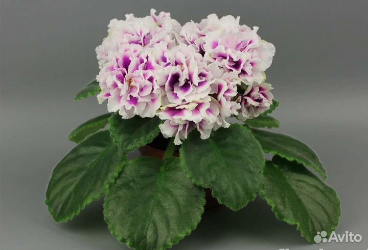 Фиалки (листы)