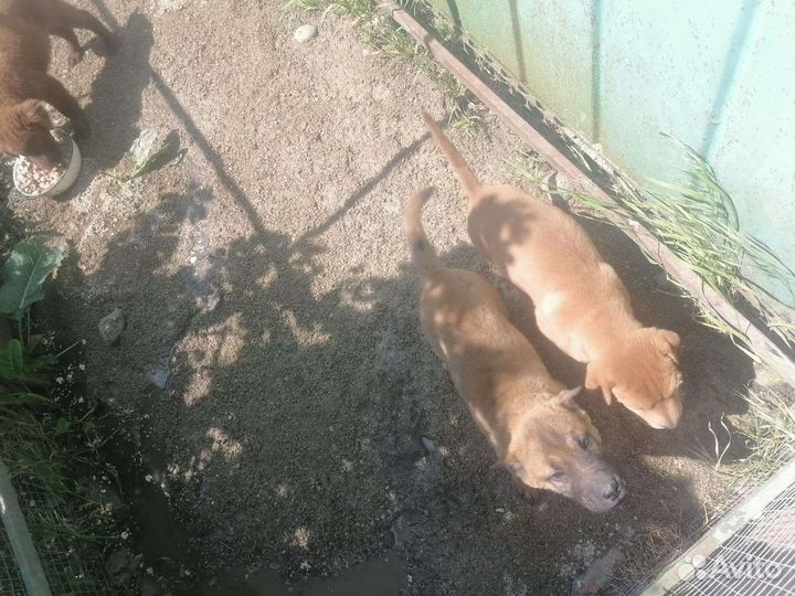 Собака в добрые руки отдам бесплатно