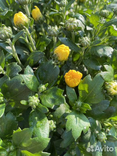 Хризантемы мультифлора