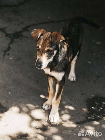 Собаки бесплатно в добрые руки