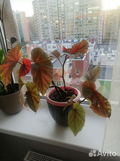 Декабристов, бегония