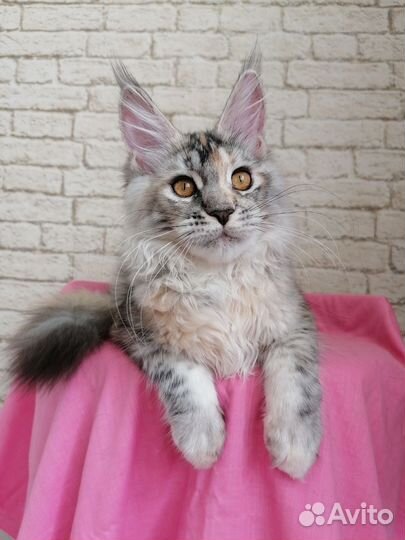 Кошка мейн-кун